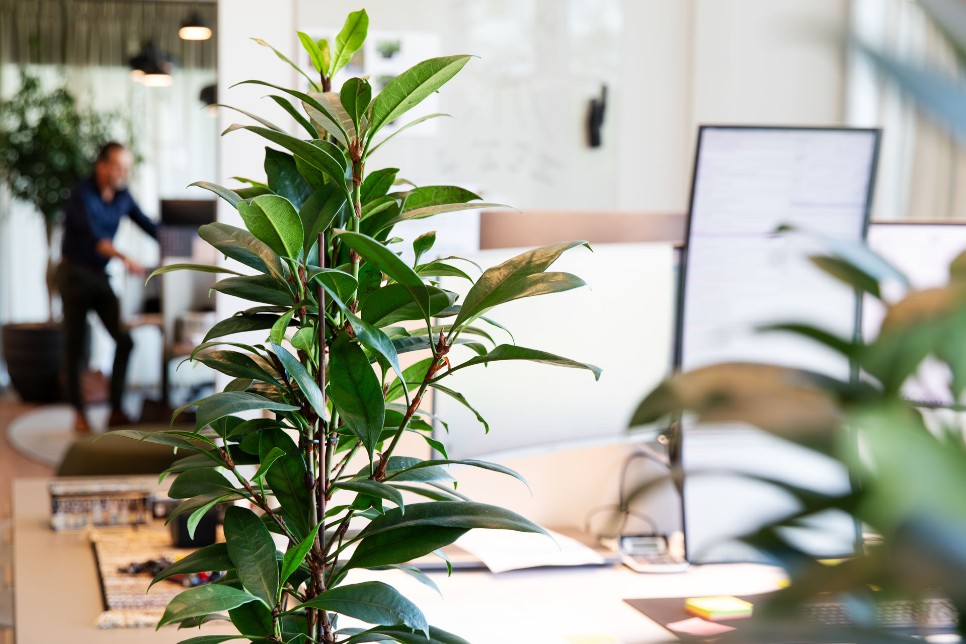 planten