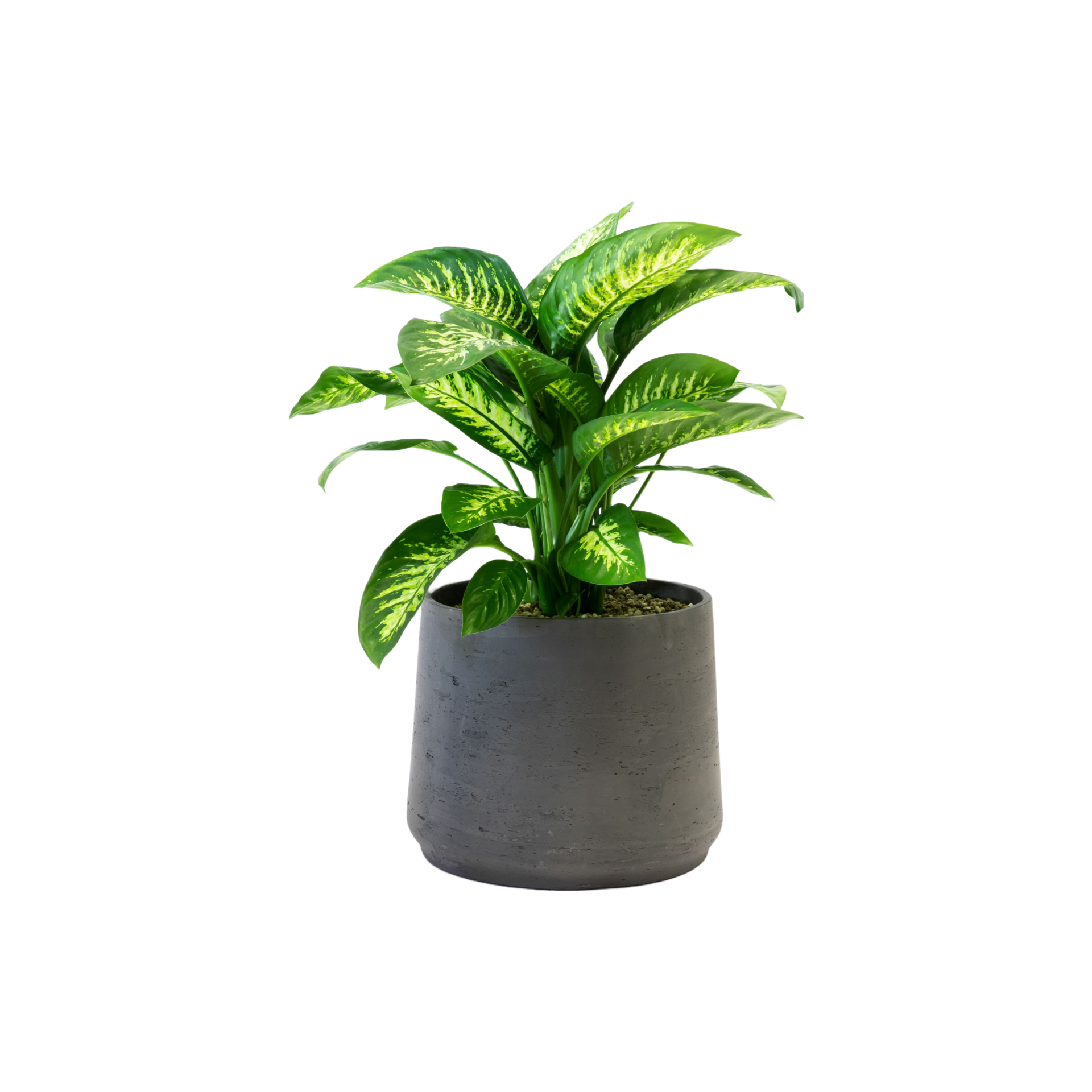 Plant Dieffenbachia