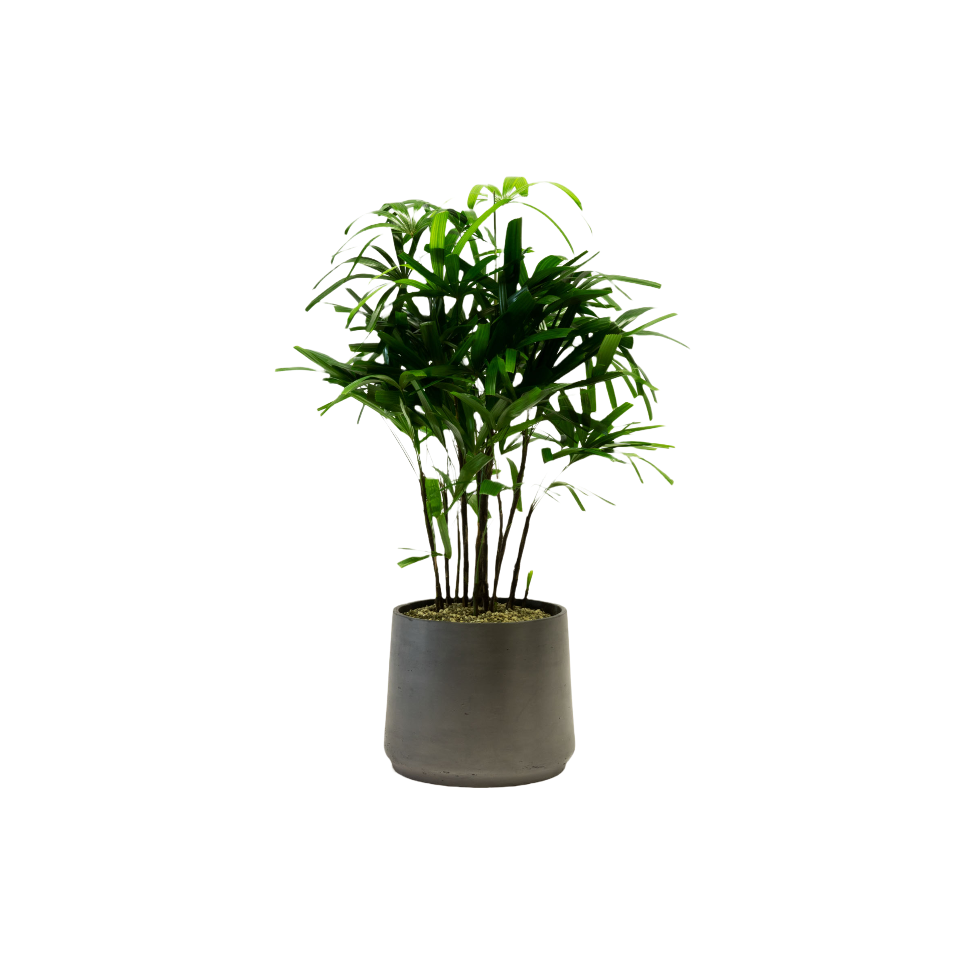  Plantes Artificielles De Grande Qualité  thumbnail