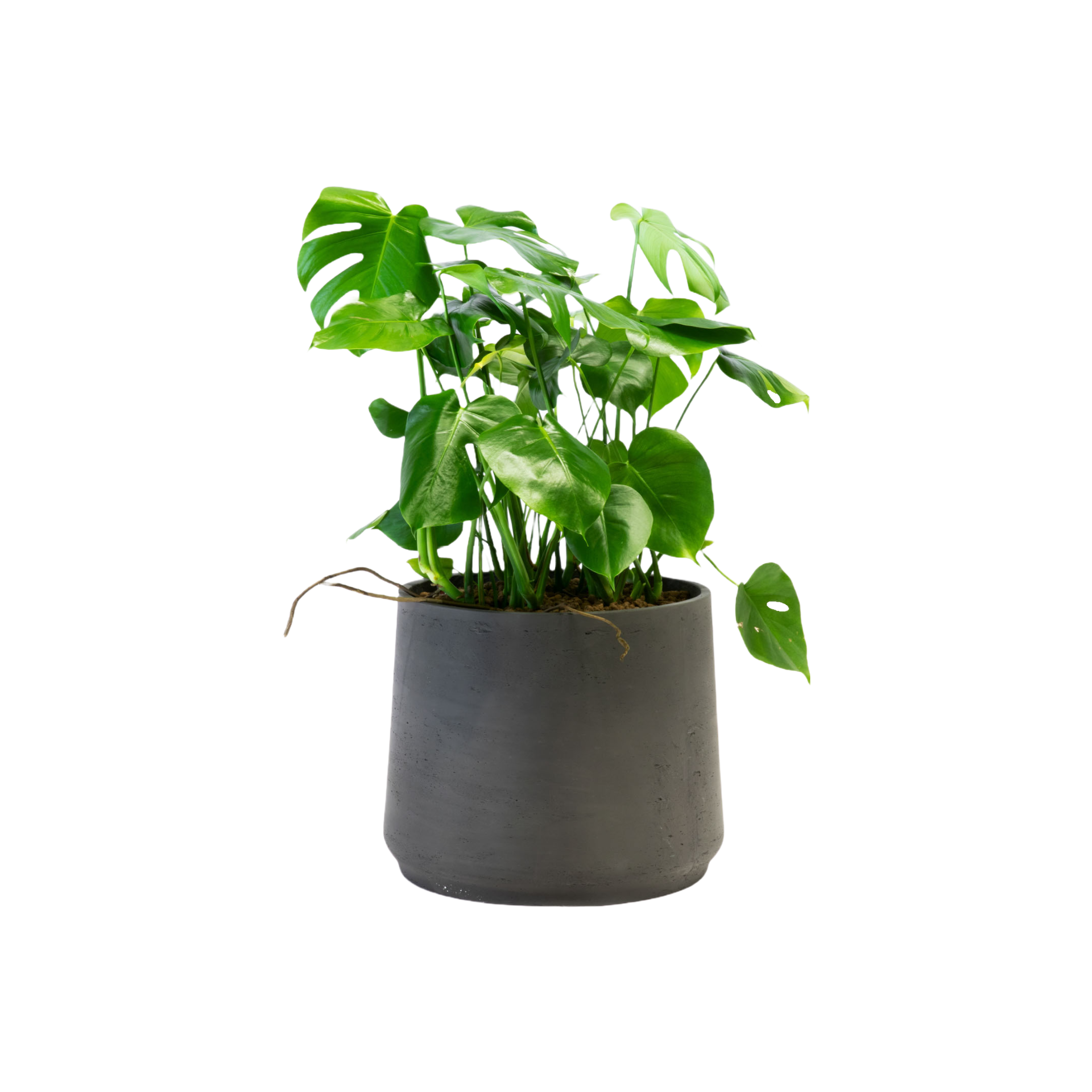  Maxi Fleurs Plantes Artificielles  thumbnail