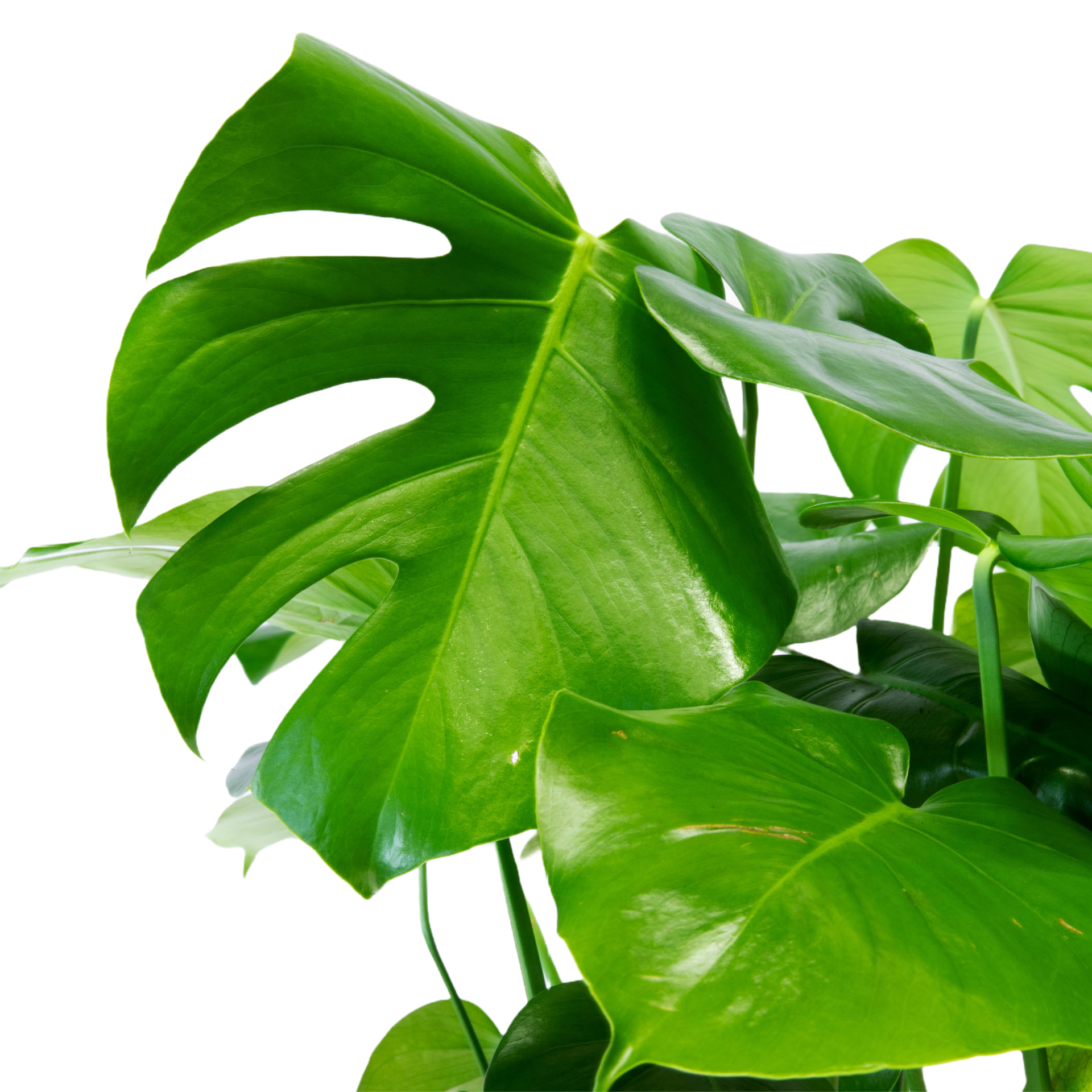 Plant Monstera