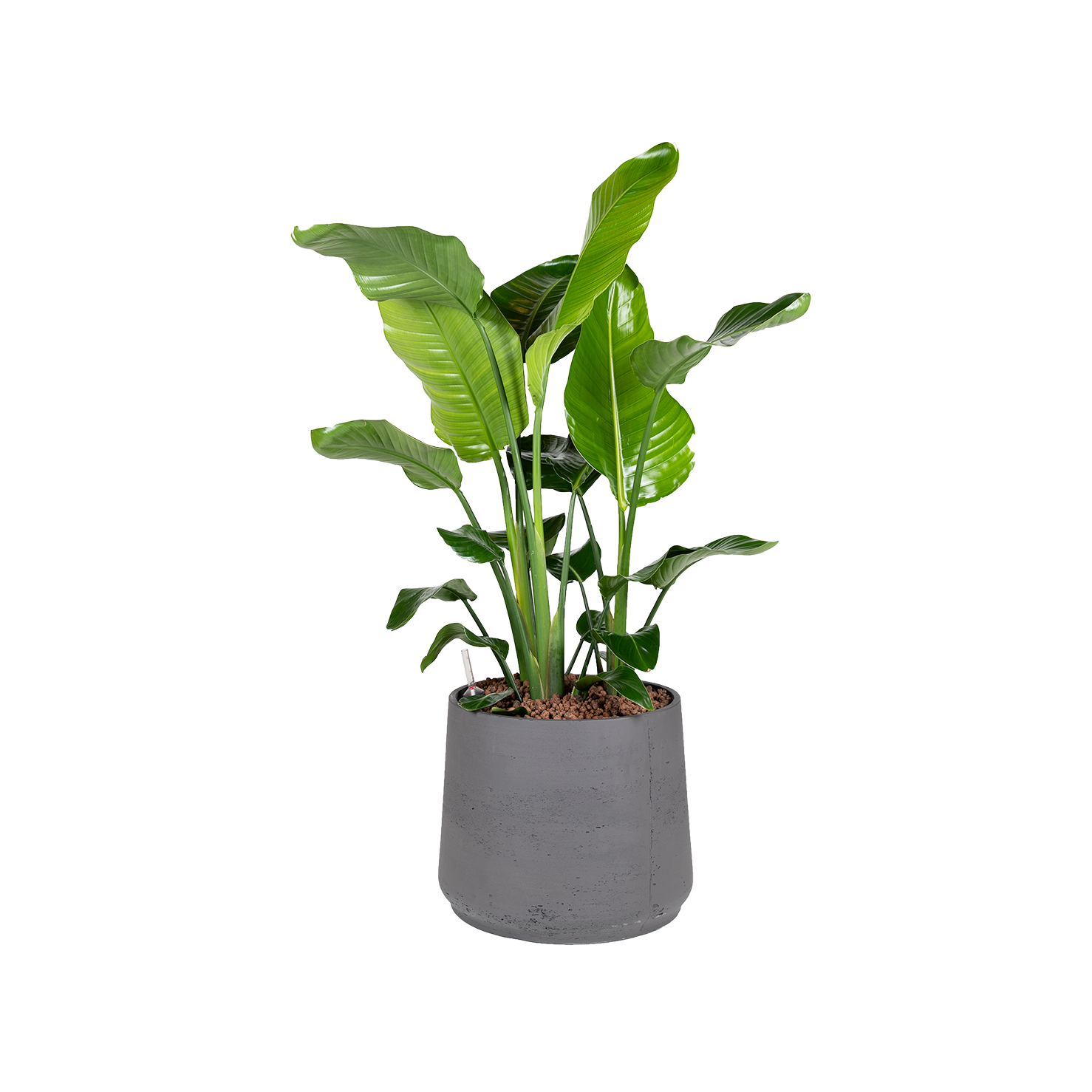 Plant Strelitzia