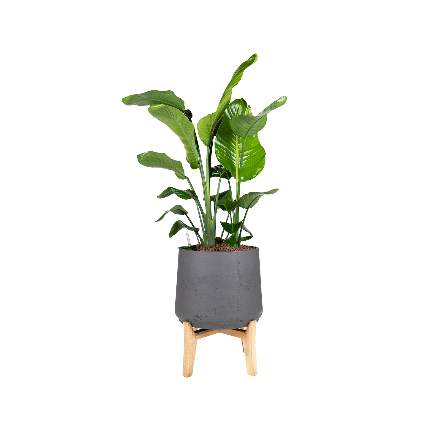 Plant Strelitzia